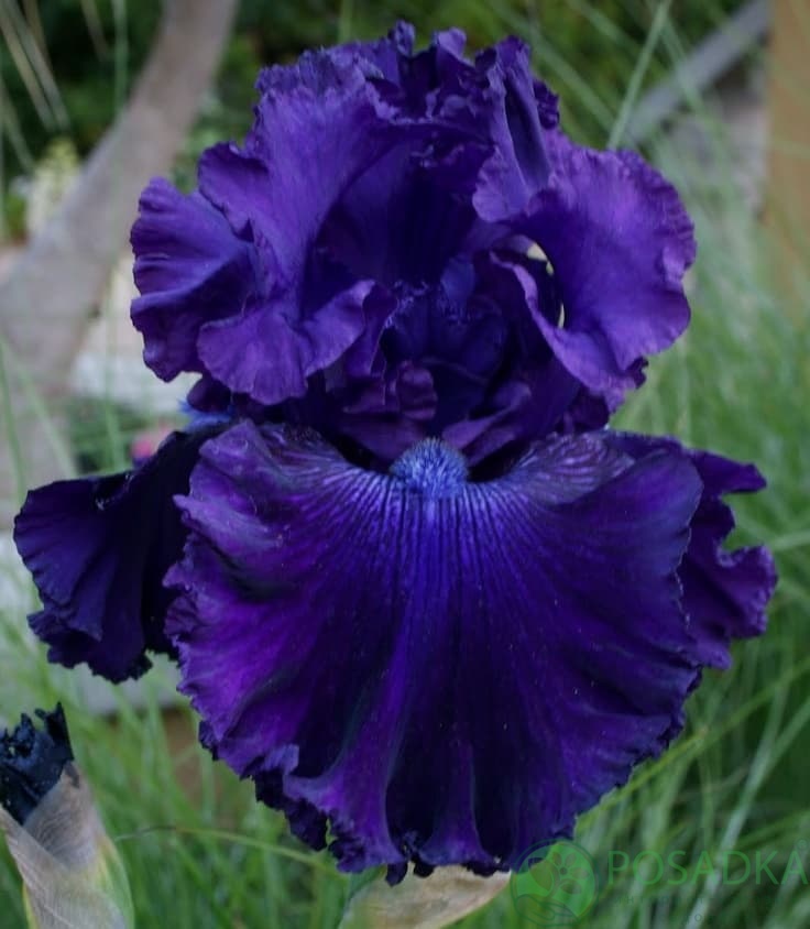 картинка Ирис germanica Blue Crusader (Блю Крусейдер) 