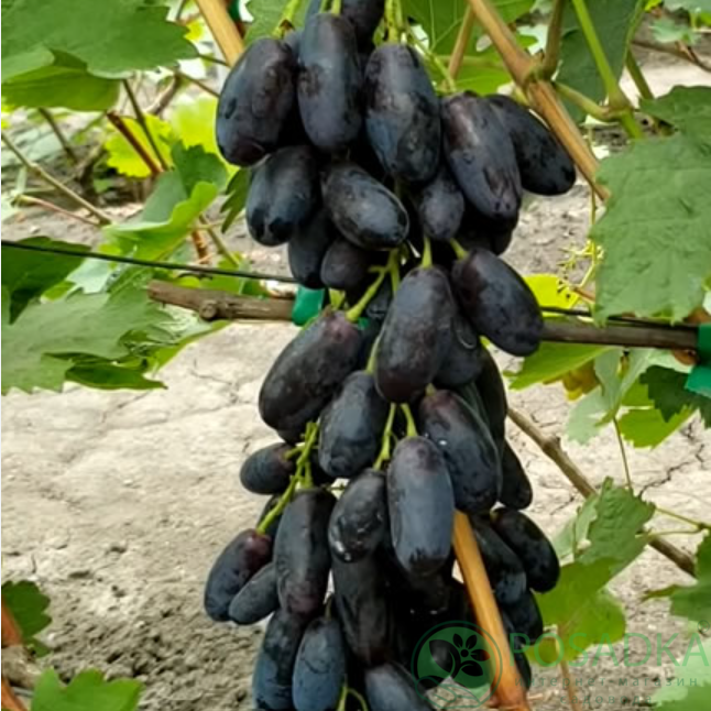 картинка Виноград Находка Калугина 