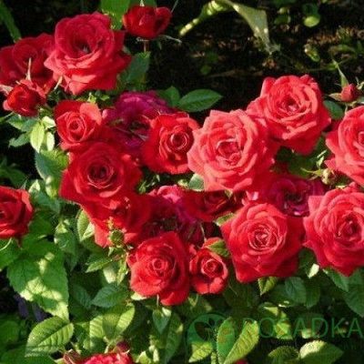 картинка Роза миниатюрная Ред Мин 