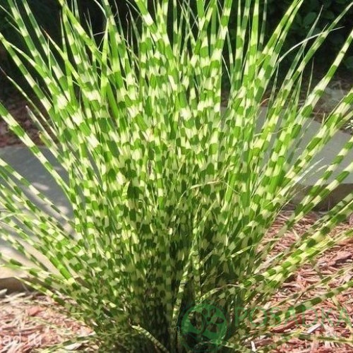 картинка Мискантус sinensis Little Tiger 