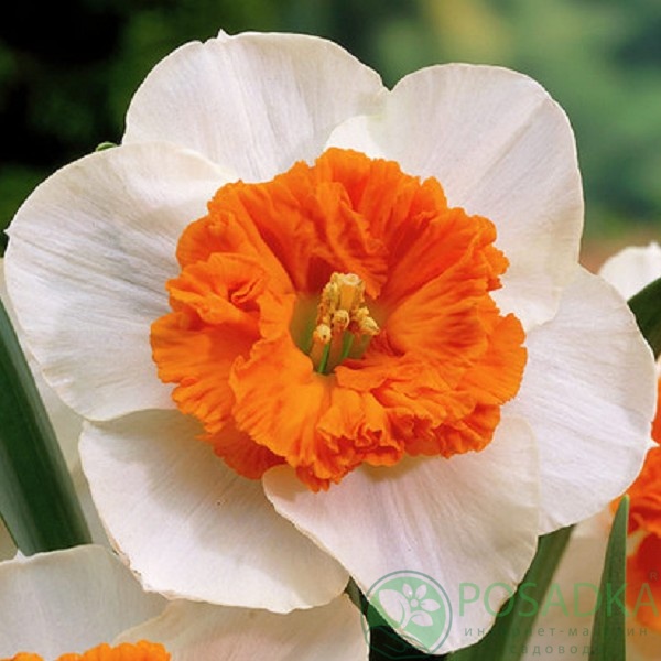 картинка Нарцисс Czardas 