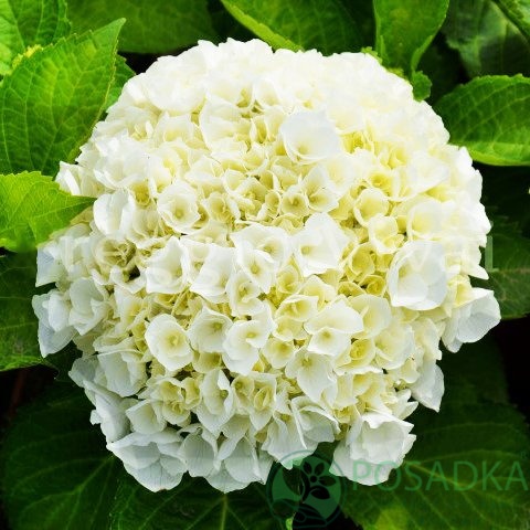 картинка Гортензия крупнолистная Wudu (Вуду) 