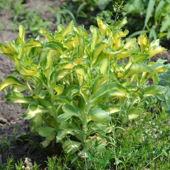 картинка Очиток видний Variegata 