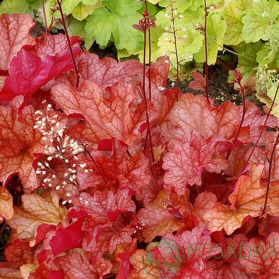 картинка Гейхера Paprika 