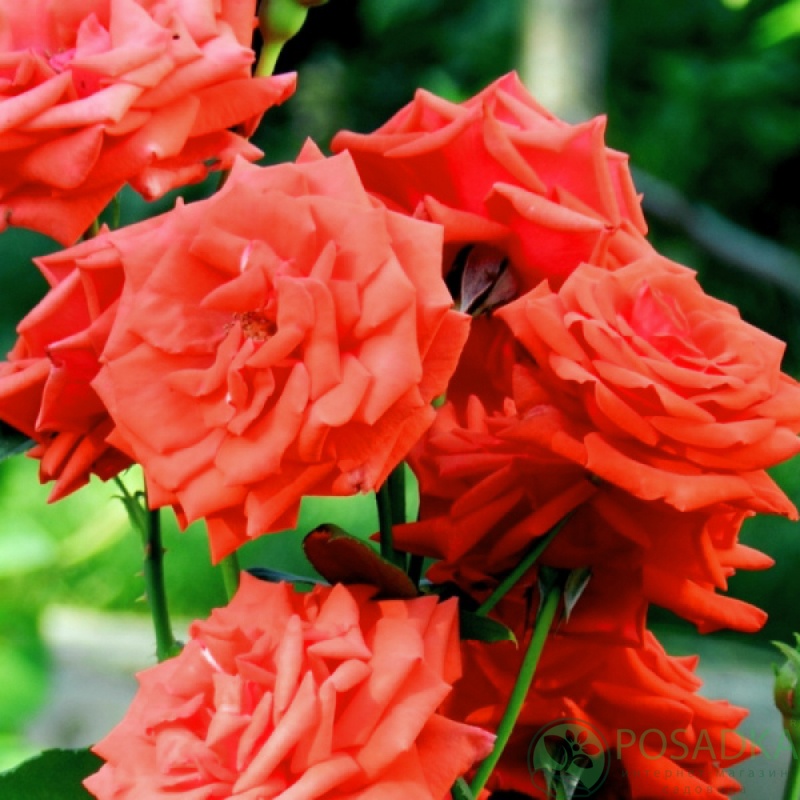 картинка Роза плетистая Май Таур 