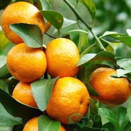 картинка Мандарин Клементин Аноси (контейнер Р14) 