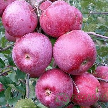 картинка Яблоня Флорина 