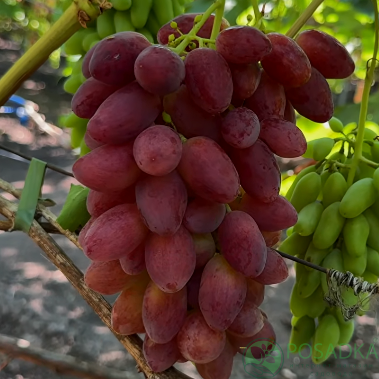 картинка Виноград Скоморох 