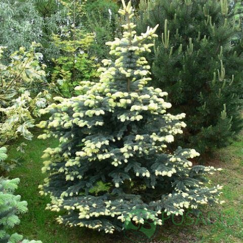 картинка Ель колючая Майголд 