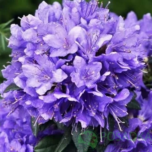 картинка Рододендрон плотный Blue Tit 