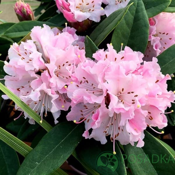 картинка Рододендрон гибридный Cheer 