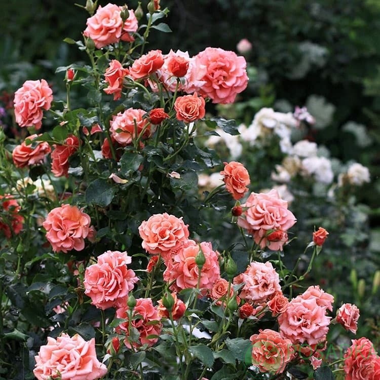 картинка Роза флорибунда Энн Хендерсон 