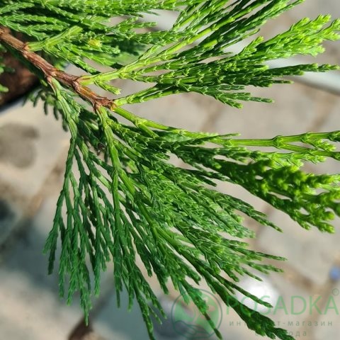 картинка Кипарисовик Maupin Glow 7,5л 