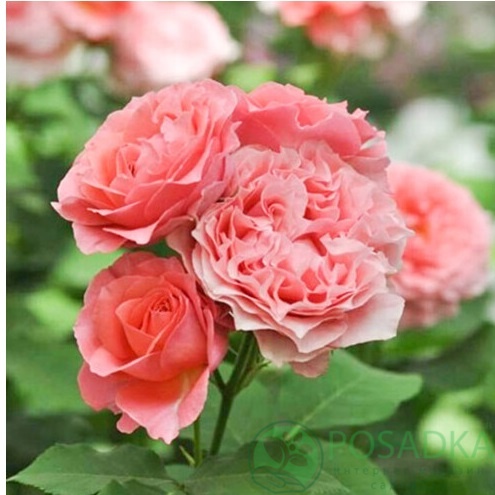 картинка Роза флорибунда Корал Желе (Corail gelee) С2 