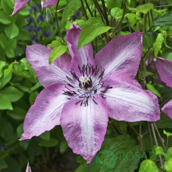 картинка Клематис Bieszczady (Бешчады) EARTHQUAKE 