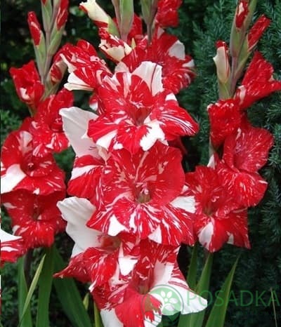 картинка Гладиолус Зизани 