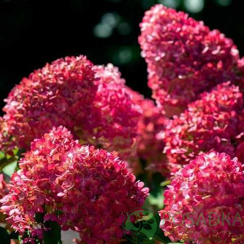 картинка Гортензия метельчатая Raspberry Pink  
