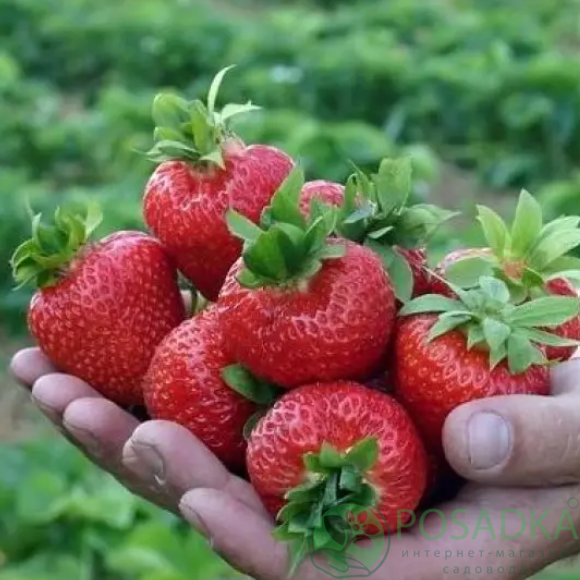 картинка Клубника Корона (кассета) 