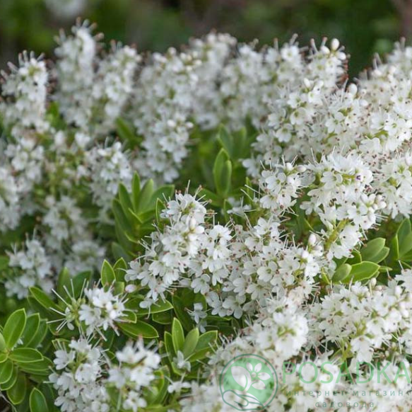 картинка Хебе Topiaria 