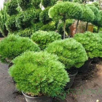 картинка Сосна черная Brepo 