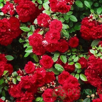 картинка Роза штамбовая Ред Каскад 
