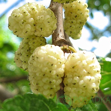 картинка Шелковица белая Медовая 