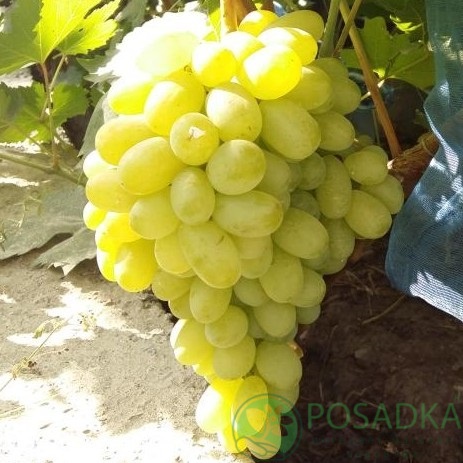 картинка Виноград кишмиш Кондарев 6 