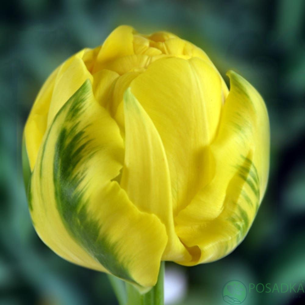 картинка Тюльпан Golden Jewel 