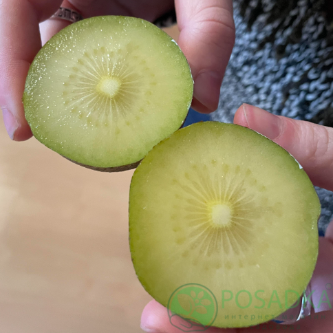 картинка Киви Итальянский Бессемянный 
