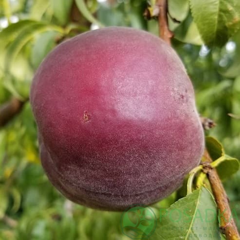 картинка Персик Ред Робин (красномясый) 