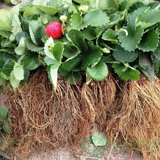 картинка Клубника Сансет Вэлли (кассета) 