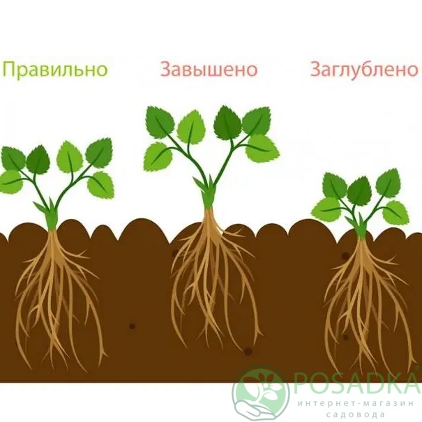 картинка Клубника Мальвина (кассета) 