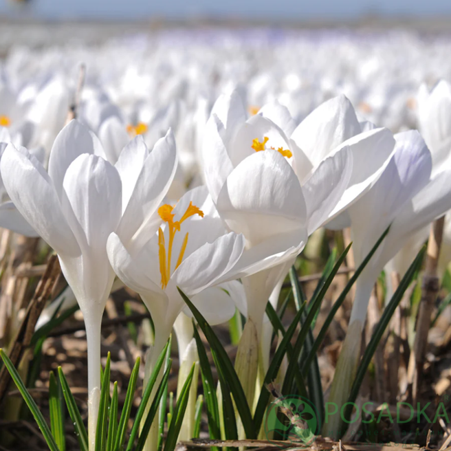 картинка Крокус Ivory Princess  картинка Крокус Ivory Princess