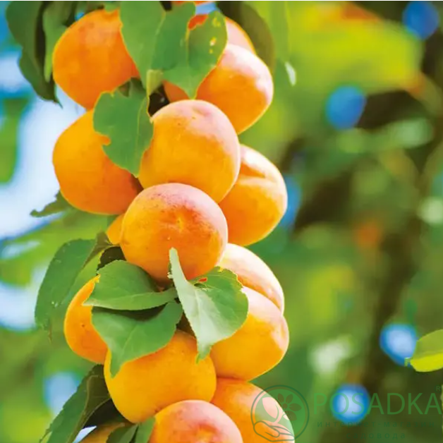 картинка Абрикос колоновидный Компакта 