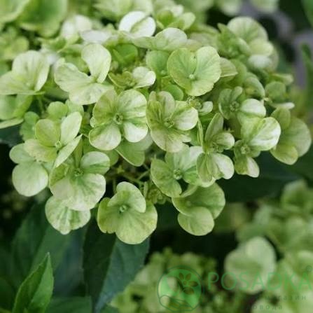 картинка Гортензия ампельная Fairytrail Green 