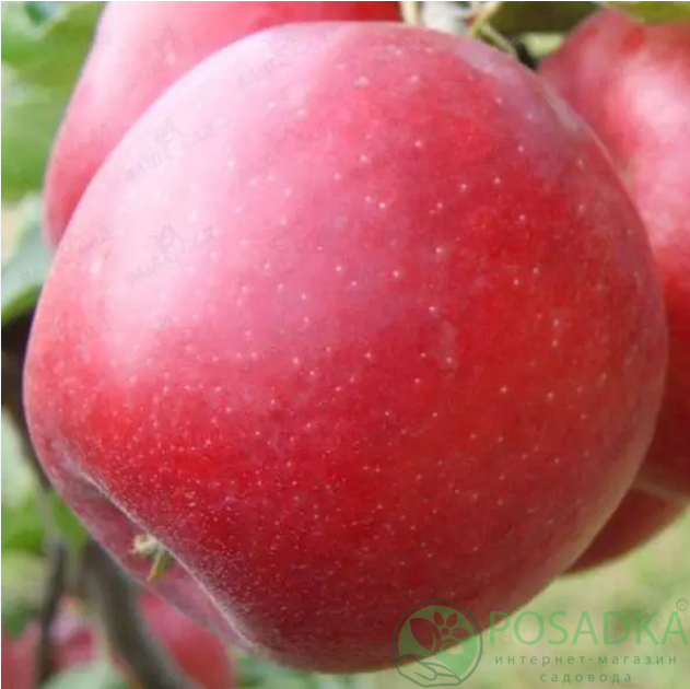 картинка Яблоня Фукутами 