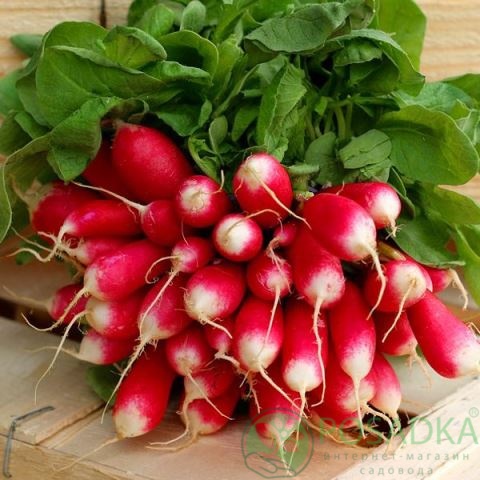 картинка Семена Редис Богиня 2г, SeedEra 