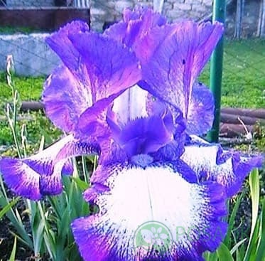 картинка Ирис germanica White Ago Blue 