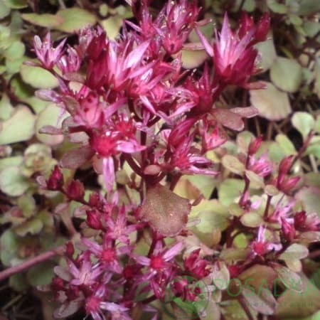 картинка Очиток ложный Вуду 