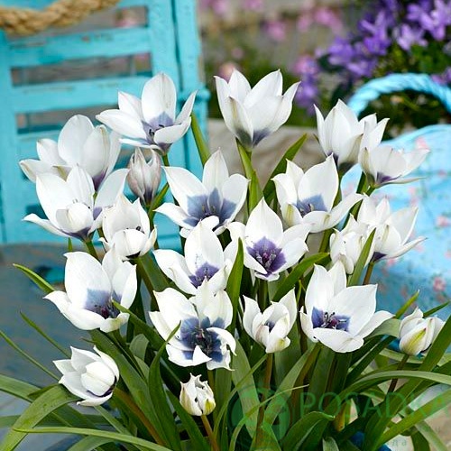 картинка Тюльпан Alba Coerulea Oculata 
