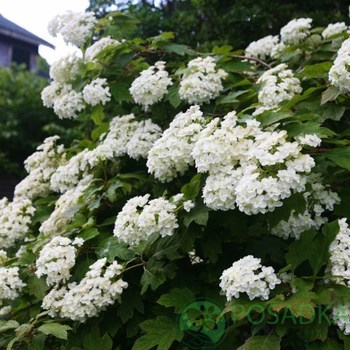 картинка Гортензия дуболистная Snow Giant 