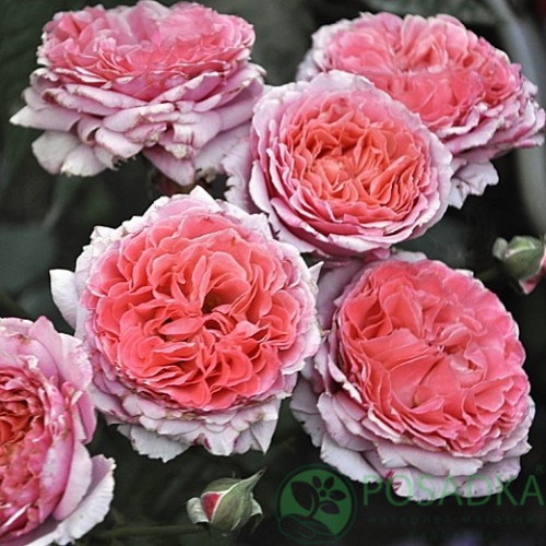 картинка Роза кустовая Лоран Каброль  картинка Роза кустовая Лоран Каброль