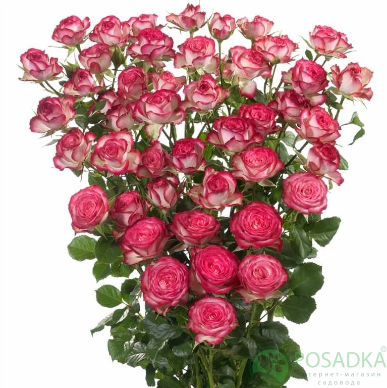 картинка Роза флорибунда Имара 