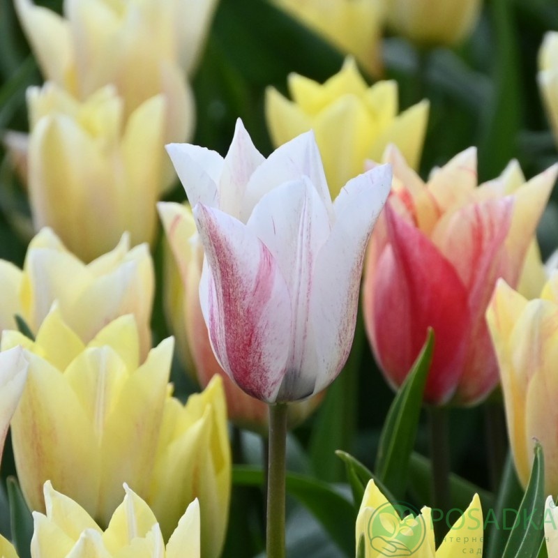 картинка Тюльпан Karate 