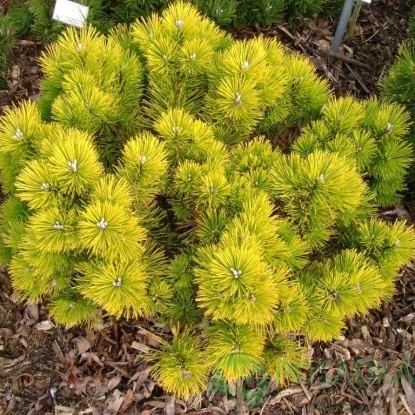 картинка Сосна горная Mops Gold Aurea 5л 