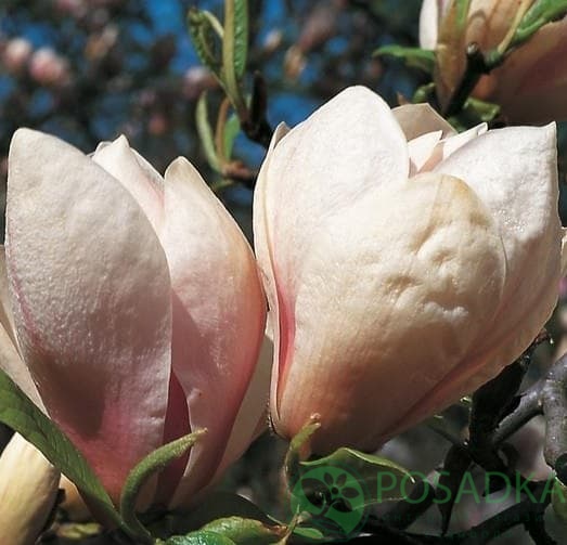 картинка Магнолия Суланжа Специоза 