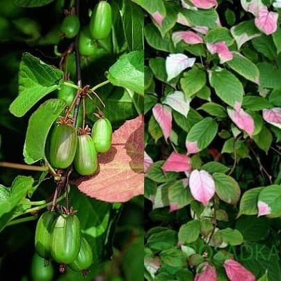 картинка Актинидия коломикта Dr Szymanowski 