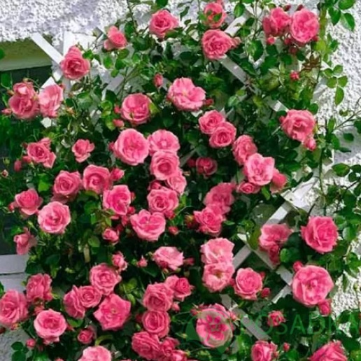 картинка Роза плетистая Лавиния С2 