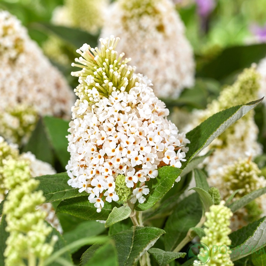 картинка Буддлея Little Rockstars® WHITE 