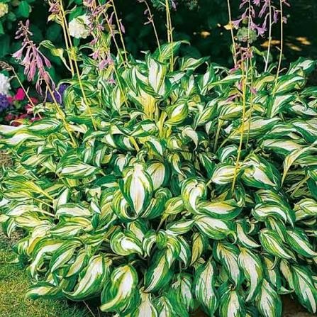 картинка Хоста undulata Mediovariegata 